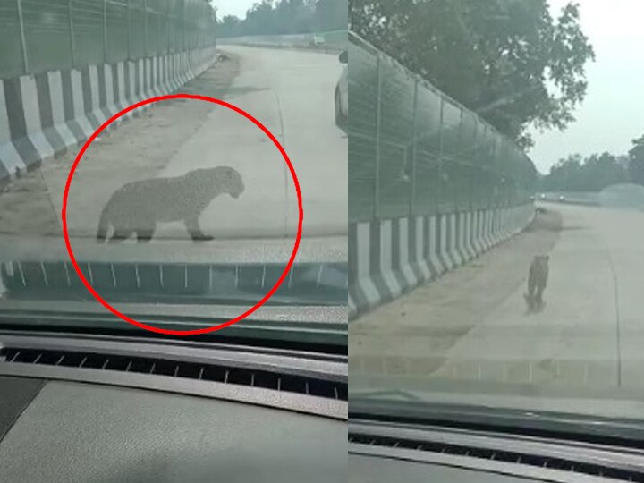 Leopard running on the highway in Nagpur thrilling video viral Video : नागपुरात हायवेवर धावतोय बिबट्या!, थरारक व्हिडीओ व्हायरल