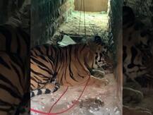 राजुरा तालुक्यात आठ ग्रामस्थांना ठार मारणारा RT1 वाघ अखेर जेरबंद, मुख्यमंत्र्यांनी केले कौतुक