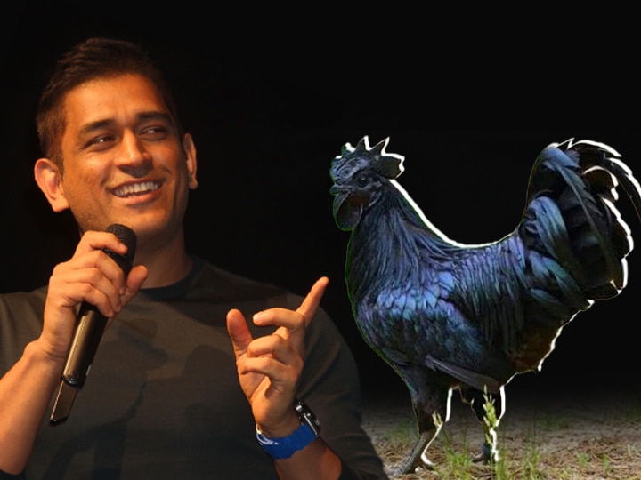 M S Dhoni orders MP Jhabua famous Kadaknath-chicken for Ranchi farm house निवृत्तीनंतर धोनी कडकनाथ कोंबड्यांच्या व्यवसायात, 2000 पिल्लांची ऑर्डर!