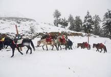 In Pics : थंडीच्या  मोसमातील पहिली बर्फवृष्टी;  जम्मू-काश्मीरमध्ये बर्फाची  मखमली चादर