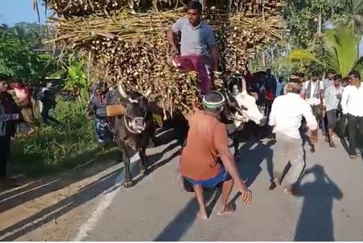 Fourteen tons of sugarcane transported by bullock cart in Belgaon बैलगाडीतून एक, दोन, नव्हे तर तब्बल चौदा टन ऊसाची वाहतूक!