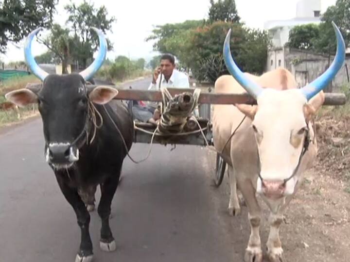 'सोन्या-हरण्याची अनोखी बैलजोडी',मालकाच्या मोबाईलची रिंग वाजलेली ऐकली की जाग्यावर स्टॉप Unique bull pair in sangli who listen owner mobile rings and stops 'सोन्या-हरण्याची अनोखी बैलजोडी',मालकाच्या मोबाईलची रिंग वाजलेली ऐकली की जाग्यावर स्टॉप