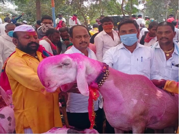 Modi goat worth Rs 1.5 crore arrives in Atpadi sangli animal market आटपाडीत जनावरांच्या बाजारात आला तब्बल दीड कोटींचा मोदी बकरा!