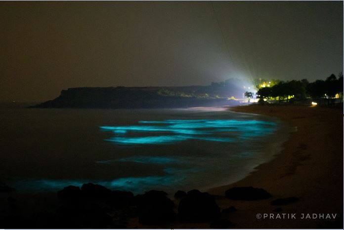 समुद्राच्या लाटा एकमेकांवर घर्षण झाल्यामुळे या जीवांना धोका निर्माण झाल्यासारखे वाटते. त्यामुळे ते निळा प्रकाश उत्सर्जित करत असल्याने लाटांवर निळा प्रकाश पसरवतात. परिणामी समुद्राकिनारी चकाकणारी निळ्याशार रंगाची चादर पसरल्याचं चित्र दिसत आहे. (फोटो : प्रतिक जाधव)