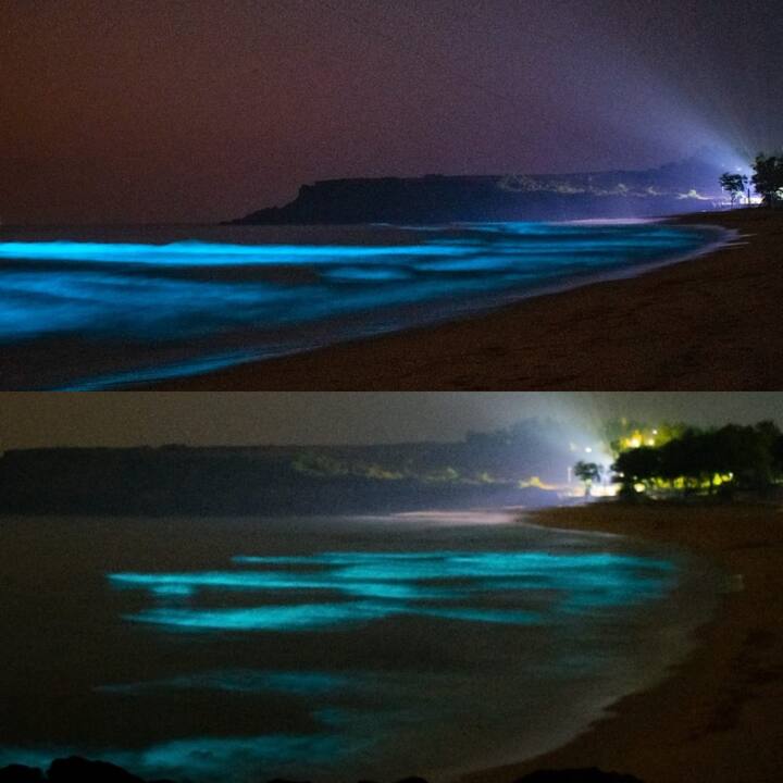 'बायोलूमिनेसेन्ट डिनोफ्लॅगलेट्स' हा जीव सागरी परिसंस्थेला घातक असल्याचे सागरी अभ्यासक सांगतात. हे जीव मोठ्या संख्येने किनारपट्टीक्षेत्रात येत असल्याने ते माशांचे अन्न असणाऱ्या 'फायटोप्लॅन्कटन्स' आणि 'डिऍटॉम्स' मोठ्या प्रमाणात खातात. त्यामुळे अन्नाच्या अभावी त्या क्षेत्रात माशांची संख्या कमी होत असल्याची माहिती सागरी जीवशास्त्रज्ञ स्वप्निल तांडेल यांनी दिली. शिवाय हे जीव मृत पावल्यानंतर अमोनिया निर्माण होऊन पाणी आम्लयुक्त होते. या आम्लयुक्त पाण्यामुळे माशांचाही मृत्यू होत असल्याचे त्यांनी सांगितले. (फोटो : प्रतिक जाधव)