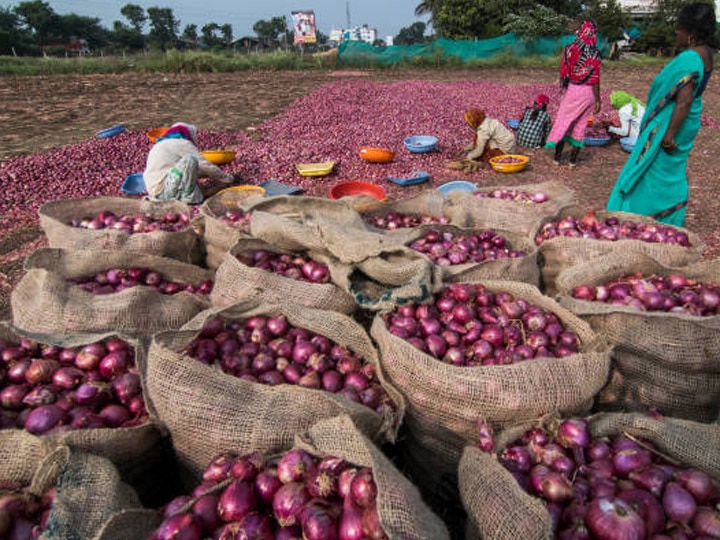 Onion growers in trouble once again, demand immediate lifting of export ban कांदा उत्पादक शेतकरी पुन्हा एकदा अडचणीत, तत्काळ निर्यातबंदी उठवण्याची मागणी