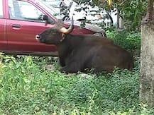 पुण्यात अवतरला गवा, रेस्क्यू ऑपरेशन यशस्वी पण जीव वाचवण्यात अपयश