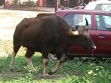 पुण्यात अवतरला गवा, रेस्क्यू ऑपरेशन यशस्वी पण जीव वाचवण्यात अपयश