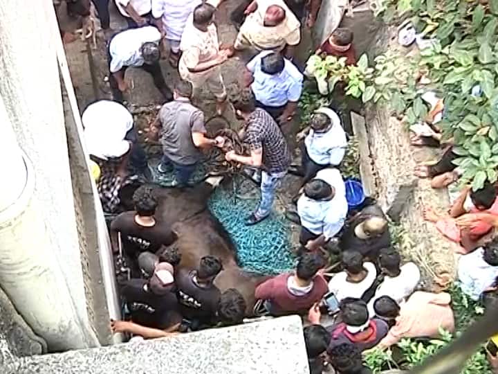 अतिउत्साही लोकांनी गव्याचा पाठलाग कर करून, मोठ्यानं ओरडून त्याला घाबरवून सोडलं. नंतर त्याला बेशुद्ध अवस्थेच नेण्यात आलं. मग झोपेतच त्या गव्यानं आपले प्राण सोडले.