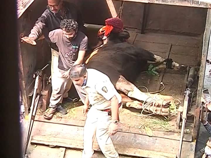 गव्याला पकडताना त्याला बेशुध्द करण्यात आलं आणि त्याचे चारही पाय बांधण्यात आले.