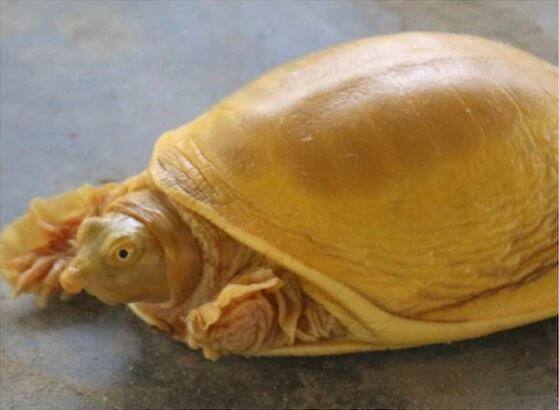 कासव : घरात शांतता, आनंद आणि समृद्धीसाठी कासव ठेवणे शुभ मानले जाते. याचा सकारात्मक परिणाम घरातील सदस्यांच्या आरोग्यावर होतो.