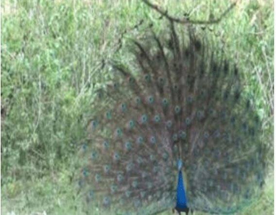 मोराचा पंख : जर तुम्हाला नविन वर्षात चांगल्या गोष्टी घडाव्यात अस वाटत असेल तर नवीन वर्षाच्या पहिल्या दिवशी घरात मोराचे पंख घरी आणा. तुमचं नशीब फळफळेल आणि तुम्ही आयुष्यात प्रगती करालं असे म्हटले जाते.