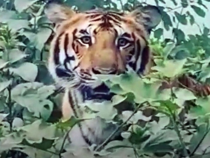 Nagpur Pench National Park Ghatmara Tigeress Hunting viral video वाघिणीकडून पाडसाची शिकार, पेंच अभयारण्यातील शिकारीचा थरारक व्हिडीओ पर्यटकाच्या कॅमेऱ्यात कैद