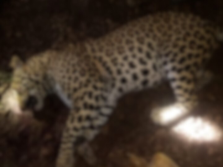 forest department finally succeeded in killing leopard in karmala नरभक्षक बिबट्याला मारण्यात अखेर वनविभागाला यश; धवलसिंह मोहिते पाटलांच्या गोळीने घेतला बिबट्याचा वेध