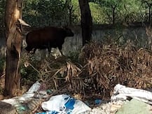 पुण्यात पुन्हा गव्याचं दर्शन, सुरक्षित पकडण्यासाठी वनविभागाचे प्रयत्न सुरु