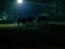 पुण्यानंतर कोल्हापुरात गव्यांचा गवगवा! नागरिकांना गव्यांच्या कळपाचे दर्शन, प्रशासन सतर्क