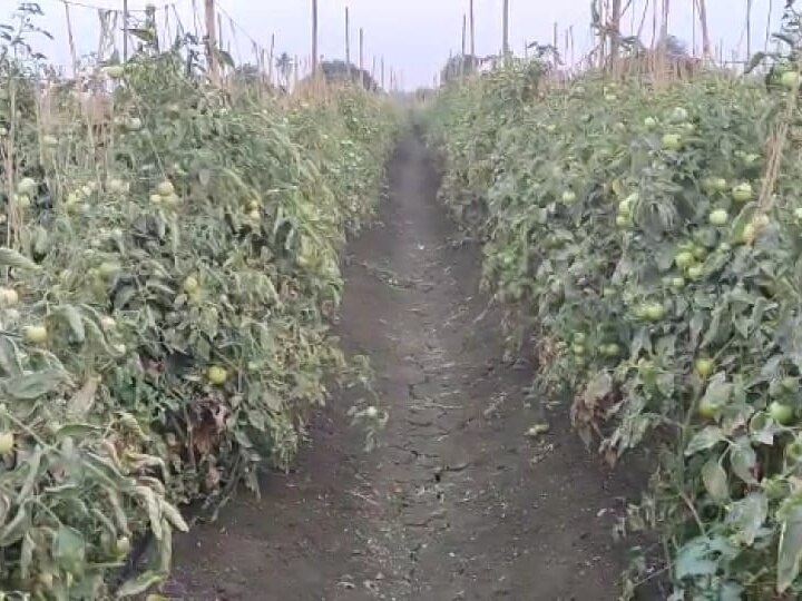 Farmers earn millions from tomato production in nanded अल्पभूधारक शेतकऱ्याचे टोमॅटो उत्पादनातून लाखोंचे उत्पन्न, मालाची जाग्यावरूनच होतेय विक्री