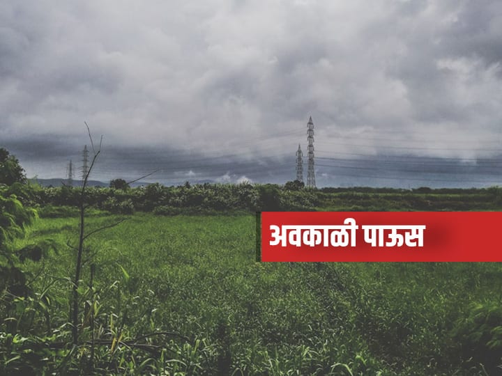 Maharashtra Weather: अवकाळी पाऊस, ढगाळ वातावरणाचा पिकांना फटका, शेतकरी संकटात Maharashtra Weather Untimely rains cloudy weather hit crops farmers in crisis Maharashtra Weather: अवकाळी पाऊस, ढगाळ वातावरणाचा पिकांना फटका, शेतकरी संकटात