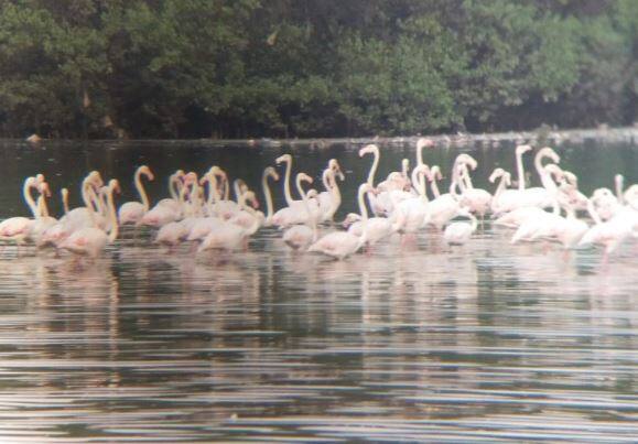 flamingo birds Arrival in Navi Mumbai; Crowd to see them नवी मुंबईत परदेशी पाहुण्यांचं आगमन; फ्लेमिंगोना पाहण्यासाठी पक्षीप्रेमींची गर्दी