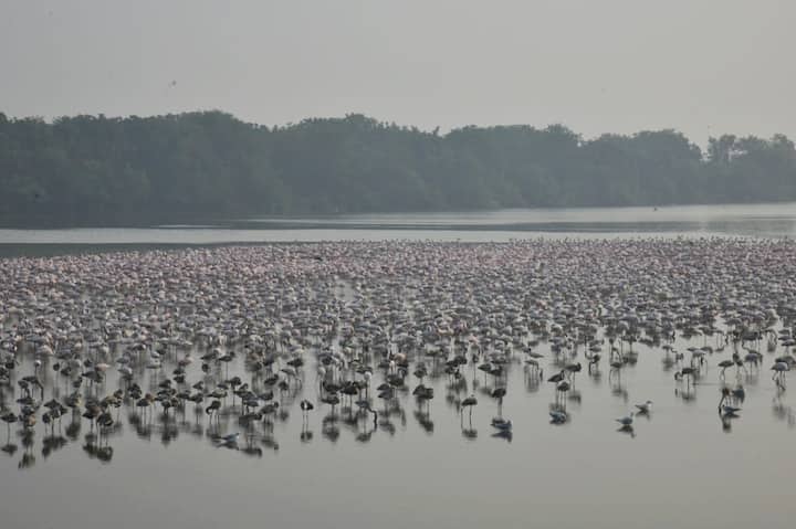 ठाणे-नवी मुंबई-पनवेल अशा विस्तीर्ण भागात पसरलेल्या खाडीकिनाऱ्यावरील वातावरण फ्लोमिंगो पक्षासाठी पोषक असल्याने थंडीत मोठ्या संख्येने फ्लेमिंगोंचे दर्शन होऊ लागले आहे. 