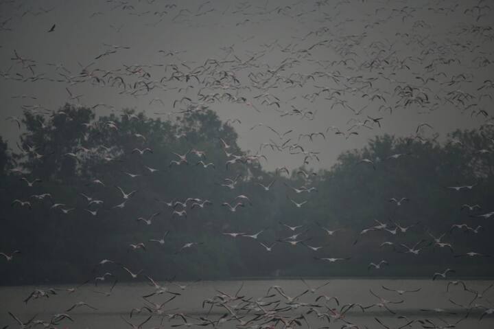 जगात 6 जातीचे फ्लेमिंगो असले तरी नवी मुंबईच्या खाडीमध्ये सध्या लेसर आणि ग्रेटर असे दोन जातीचे फ्लेमिंगो पाहायला मिळत आहेत. 