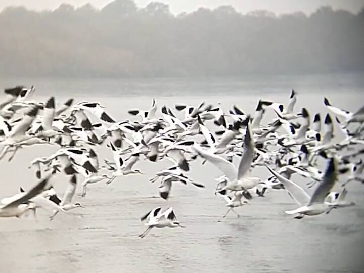 परदेशात या काळात थंडीचा मोसम , बर्फ वृष्टी होत असल्याने त्यांची भारताला पसंती असते. नवी मुंबईच्या खाडीकिनारी 206 विविध जातीचे पक्षी वास्तव्यास असल्याने पक्षीप्रेमींसाठी ही एक पर्वणी ठरू लागली आहे.
