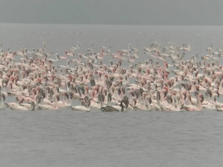  नवी मुंबईच्या खाडीकिनारी शेवाळ, लहान मासे, खेकडे, झिंगा आदी मुबलक खाद्य मिळत असल्याने फ्लेमिंगोची पसंती या भागात जास्त आहे. यासाठीच वनविभागाने ठाणे, नवी मुंबई खाडी किनाऱ्याला फ्लेमिंगो पक्षी अभयारण्य घोषित केले आहे. 