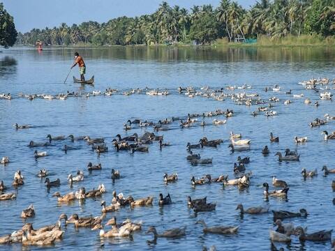 केरळमधील अलाप्पुझा आणि कोट्टयम या बाधित भागाच्या एक किलोमीटरच्या भागात पक्ष्यांना मारण्याची मोहीम सुरू करण्यात आली. दोन्ही जिल्ह्यांमधून भोपाळ प्रयोगशाळेत पाठविलेल्या नमुन्यांमध्ये बर्ड फ्लूची पुष्टी झाल्यानंतर एक दिवसानंतर ही मोहीम सुरू करण्यात आली आहे. अलाप्पुझा जिल्हा प्रशासनाने सांगितले की, नेदुमुडी, तकाजी, पल्लीपाड आणि करुवत्त येथील कुट्टनाड भागातील चार पंचायतमध्ये ही मोहीम बुधवारी सायंकाळपर्यंत पूर्ण होण्याची शक्यता आहे. एका अधिकाऱ्याने सांगितले की, केवळ करुवत्त पंचायत क्षेत्रात सुमारे 12,000 पक्षी मारले गेले आहेत.