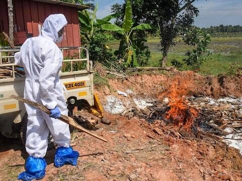 हे चित्र केरळमधील अलाप्पुझाचे आहे. केरळमधील अलाप्पुझा जिल्ह्यात पशुपालक विभागाच्या कर्मचार्यांनी चार ठिकाणी एव्हीयन इन्फ्लूएन्झा (H5N8) शोधल्यानंतर त्या बदकांना जाळले. केरळमधील पक्ष्यांच्या संसर्गजन्य रोगाचा प्रादुर्भाव झाल्यावर शेजारच्या कर्नाटक आणि तामिळनाडूने पाळत ठेवली असून मार्गदर्शक तत्त्वे जारी केली आहेत. केरळमध्ये फ्लूमुळे सुमारे 1700 बदकांचा मृत्यू झाला आहे.
