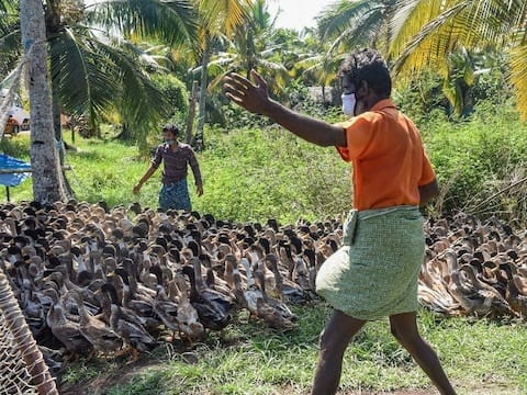Bird Flu killing of chickens and ducks started in Kerala alert in six ...