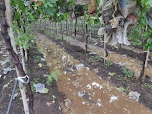 Nashik Rainfall Impacts Farmers: अवकाळी पावसाने शेतकऱ्यांचा तोंडचा घास हिरावला! पाहा फोटो