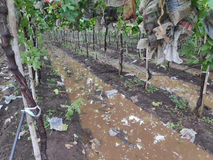 खरं तर ही सर्व दृश्य बघून नाशिकला पावसाने कसं झोडपून काढलय याचा अंदाज तुम्हाला आला असेल. नाशिक शहरासह ग्रामीण भागात गुरुवारी दुपारी पावसाने जोरदार हजेरी लावली होती. खासकरून सिन्नर, निफाड या भागात तर वादळी वाऱ्यासह पावसाचं आगमन झाल्याने द्राक्षबागा अक्षरशः उध्वस्त झाल्या. 