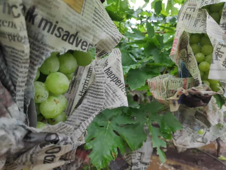 नाशिकची ओळख तशी द्राक्षनगरी मात्र निसर्गाच्या लहरीपणामुळे हिच द्राक्ष आता धोक्यात आली आहेत. 