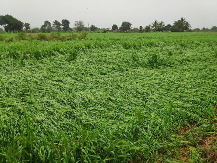 आधीच कांद्याला भाव मिळत नसल्याने उत्पादक संकटात सापडला असून कुठेतरी भाव मिळेल या आशेने तो जगतोय आणि त्यात अवेळी पडणाऱ्या या पावसामुळे बळीराजा चिंतेत आहे.