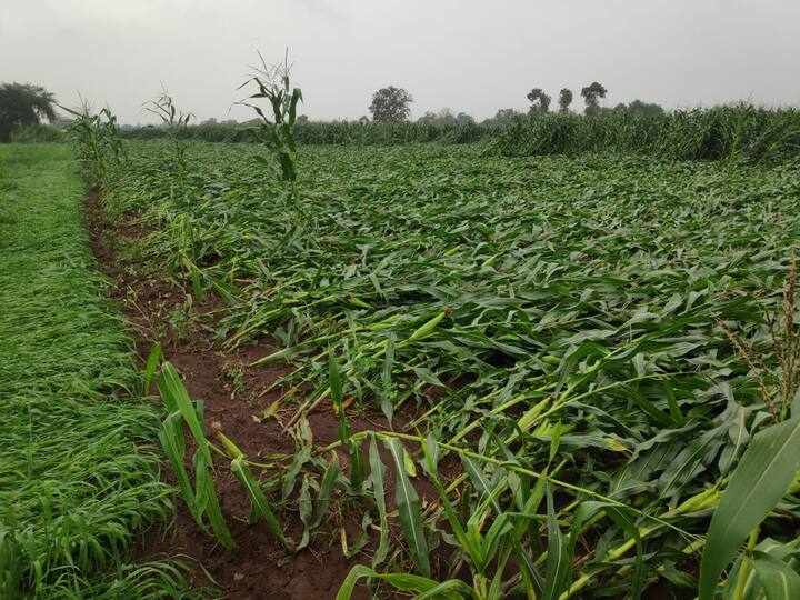 द्राक्ष, कांदा यापाठोपाठ गहू, मका, हरभरे, डाळिंब यासह भाजीपाल्याचंही या पावसामुळे मोठं नुकसान झालंय. 