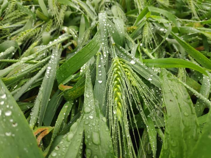 आधीच लॉकडाऊनचा फटका, त्यानंतर ढगाळ वातावरण आणि आता हा बेमोसमी पाऊस या सर्व परिस्थितीमुळे शेतकरी हतबल झाला असून देवाने आता जास्त अंत पाहू नये यासोबतच मायबाप सरकारने काहीतरी मदत करावी अशीच अपेक्षा तो व्यक्त करतोय.