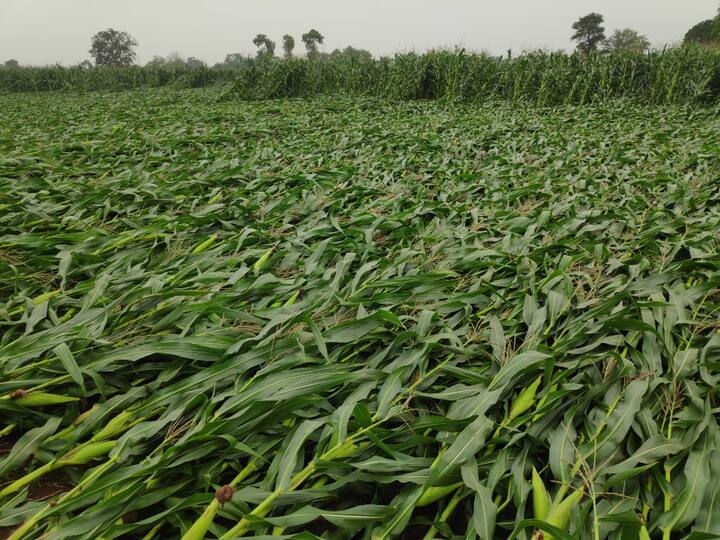 वाईट बाब म्हणजे वर्षभर उभ केलेल गव्हाचं आणि मक्याचं पिक दोन तासाच्या पावसाने पूर्णपणे झोपलंय.