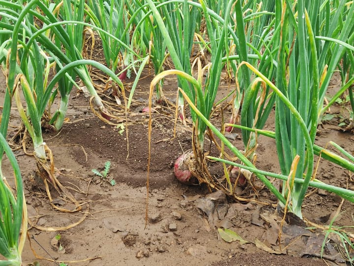 द्राक्षापाठोपाठ नाशिकमध्ये कांद्याचं उत्पादन मोठ्या प्रमाणावर घेतलं जात. मात्र, पावसाचा या कांद्याच्या पिकाला देखिल चांगलाच फटका बसला असून ही पिकं खराब झाली आहेत. 