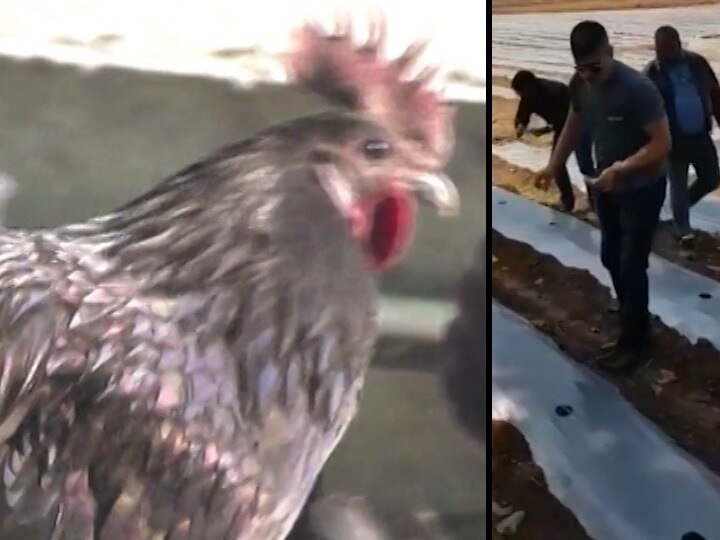 Bird Flu Crisis Kadaknath Chicken Infection To Hit MS Dhonis chicken Farming Dream Bird Flu | धोनीनं पाळलेल्या कडकनाथ कोंबड्यांनाही बर्ड फ्लूचा फटका