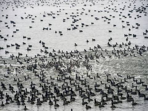 श्रीनगरमधील तापमान उणे 8 अंशांपर्यंत पोहोचले आहे.