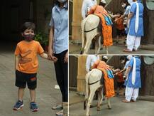 PHOTO : तैमुर करतोय गोसेवा! घराबाहेर गाईला चारा देतानाचे फोटो व्हायरल