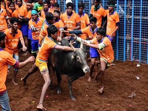 हा थरारक खेळ खेळणाऱ्यांपेक्षा तो पाहणाऱ्यांनाच अनेकदा धडकी भरते. (सर्व छायाचित्रे- पीटीआय)