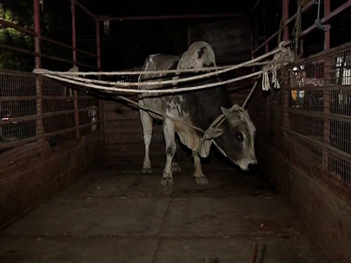 terror of three bulls in the subhashnagar area of nagpur two bulls are arrested नागपूरच्या सुभाष नगर भागात तीन वळूंचा धुडगूस, दोन वळू जेरबंद