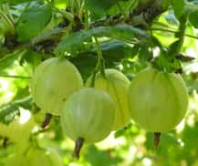 Health Tips: जर तुम्ही आवळा खात असाल, तर मग त्यापासून होणारे नुकसान वाचा