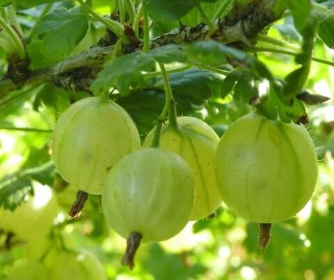 आवळ्यात फायबर मोठ्या प्रमाणात असते. त्यामुळे तुम्ही याचे जास्त प्रमाणात सेवन केल्यास अतिसार आणि पोटाच्या इतर समस्या होण्याची शक्यता वाढू शकते. म्हणून, याचे नियंत्रित प्रमाणात सेवन केले पाहिजे.