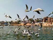 'या' खेळाडूच्या अडचणीत वाढ, पक्ष्यांना दाणे टाकणं पडलं महागात