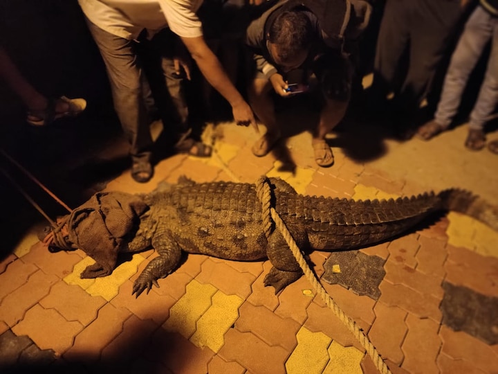 Strange courage of the Sangli villagers, carried the crocodile on shoulder and handed it over to forest department सांगलीत नदीकाठच्या ग्रामस्थांचं अजब धाडस, मगर खांद्यावर उचलून नेत वन विभागाला सोपवली