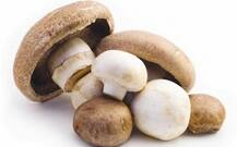 Health Tips | आहाराच्या सवयींमध्ये आजपासूनच करा मशरुमचा समावेश; फायदे जाणून व्हाल थक्क