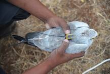 IN PICS | 4 वर्षांत 'भोवत्या' पक्ष्याचा 31 हजार 800 किलोमीटरचा प्रवास