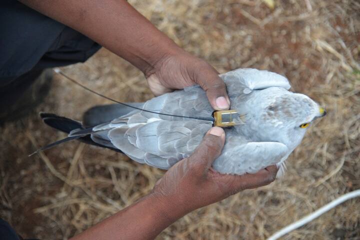 हिवाळ्यात स्थलांतर करीत युरोप, रशिया, कझाकीस्तान येथून चार ते साडेचार हजार किलोमीटरचा प्रवास करीत अनेक परदेशी पक्षी सोलापुरात येत असतात. यामध्ये हमखास सोलापूरला येणाऱ्या पक्ष्यांमध्ये  'भोवत्या' हा पक्षी आहे. याच भोवत्या पक्ष्याचा  शास्त्रीयदृष्ट्या अभ्यास करण्यासाठी मागील चार वर्षांपूर्वी ‘गंगी’ या माँट्युग्यू भोवत्या पक्षाला जीएसएम सोलार टॅग लावण्यात आले होते. 